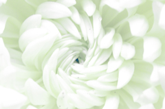 Chrysanthemum
