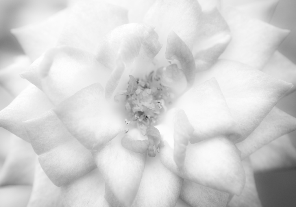 monochrose