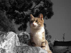 モノクロネコ