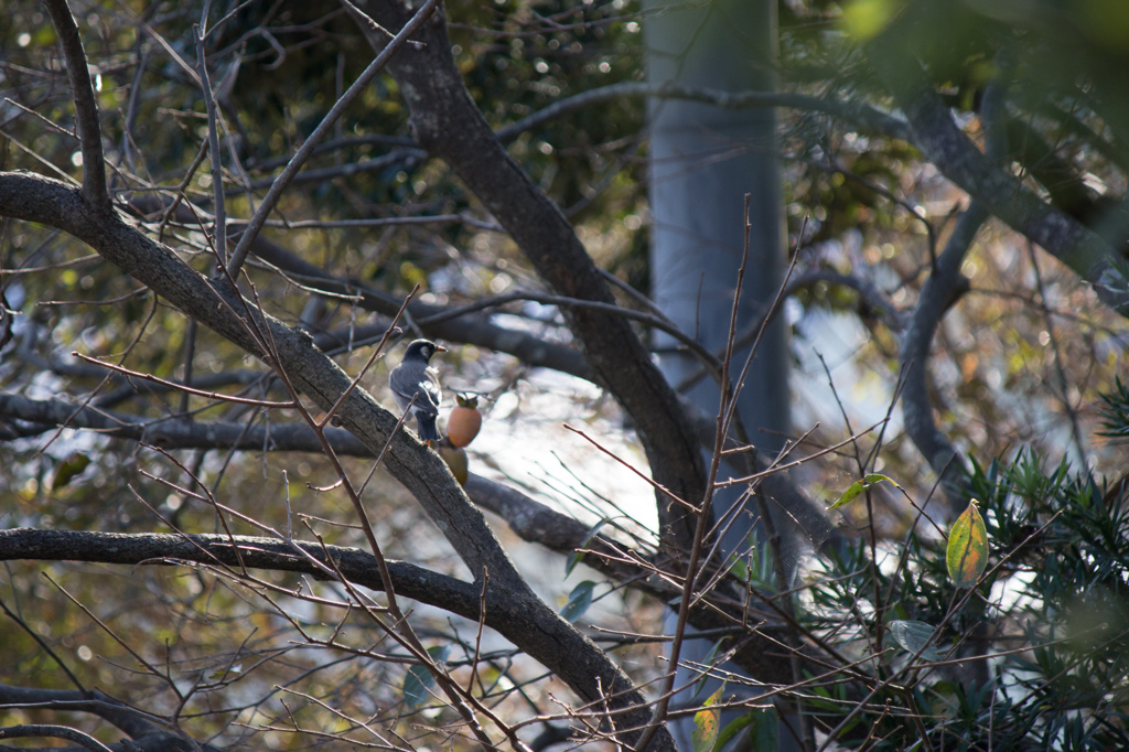 鳥が撮れた。