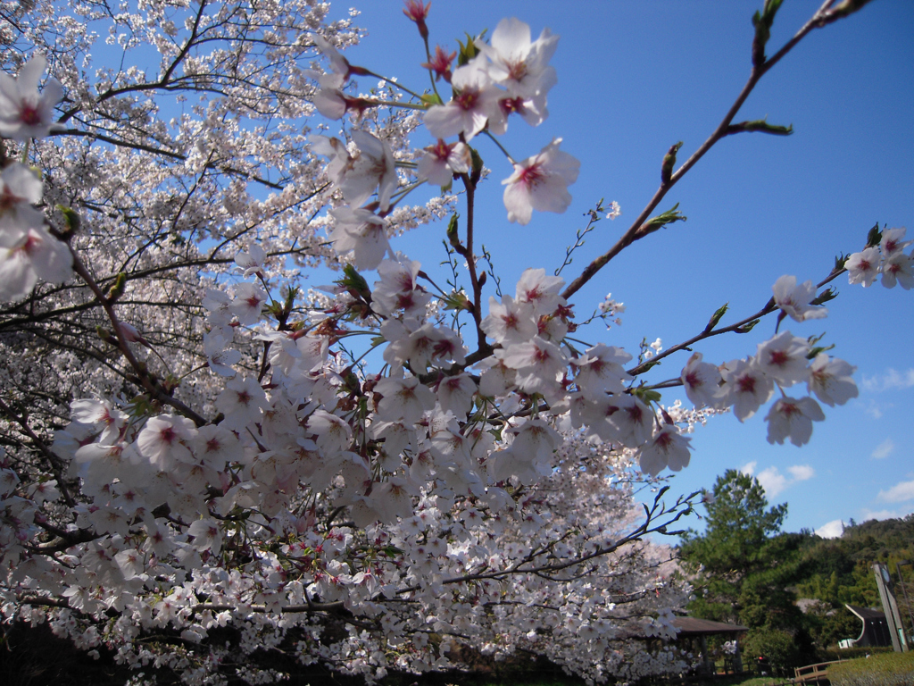 桜と空