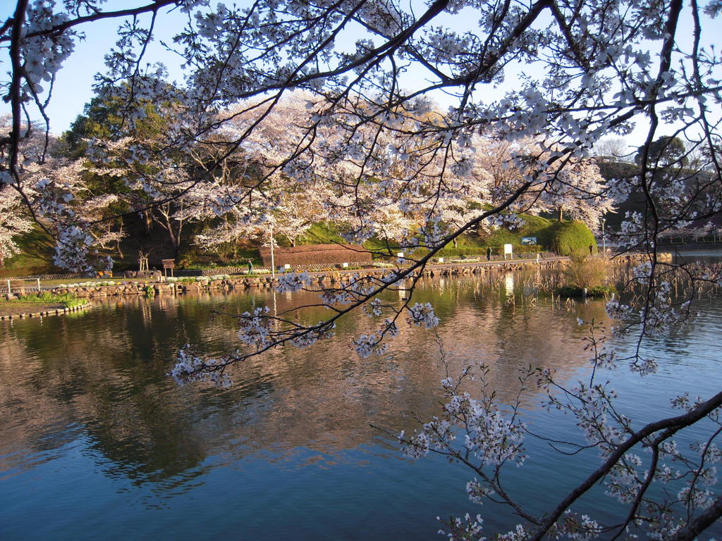 桜と池