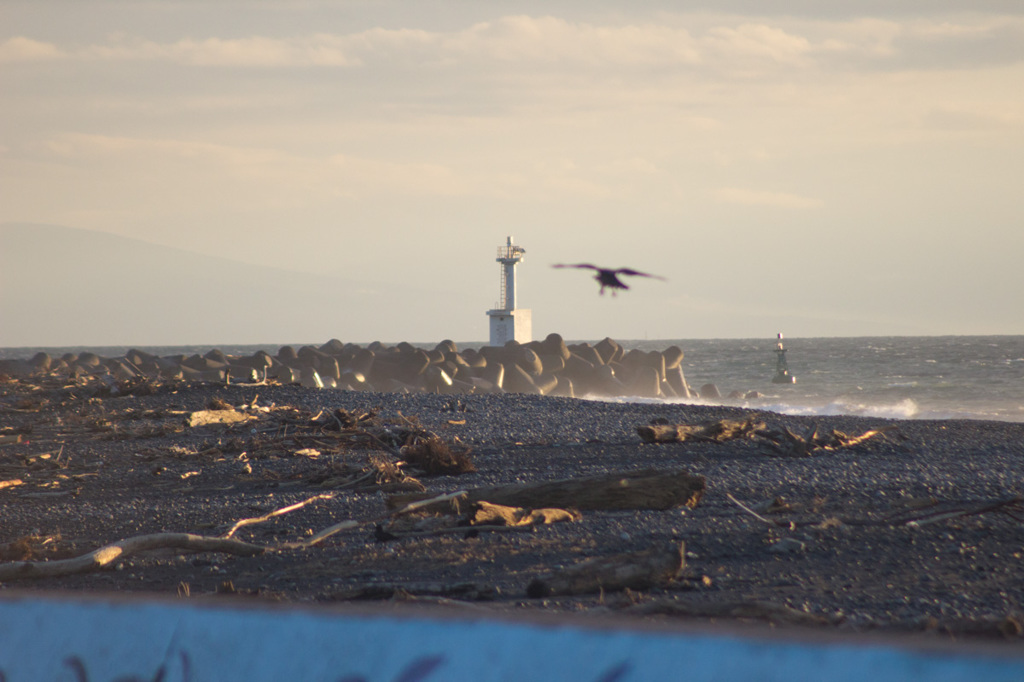 灯台と流木とカラスと海