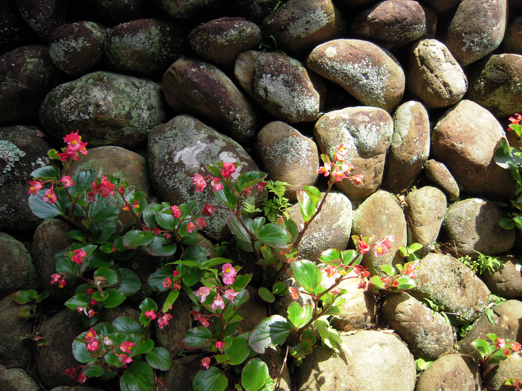 石垣と紅い花