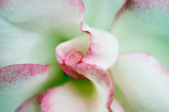 green rose