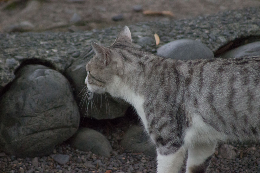 念願の猫写３