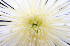 chrysanthemum