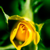Power of flower