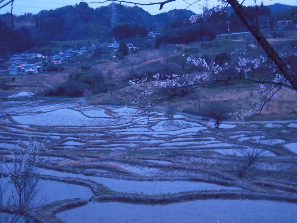 棚田と桜４