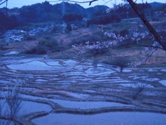 棚田と桜４