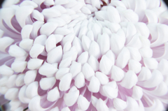 Chrysanthemum