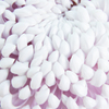 Chrysanthemum