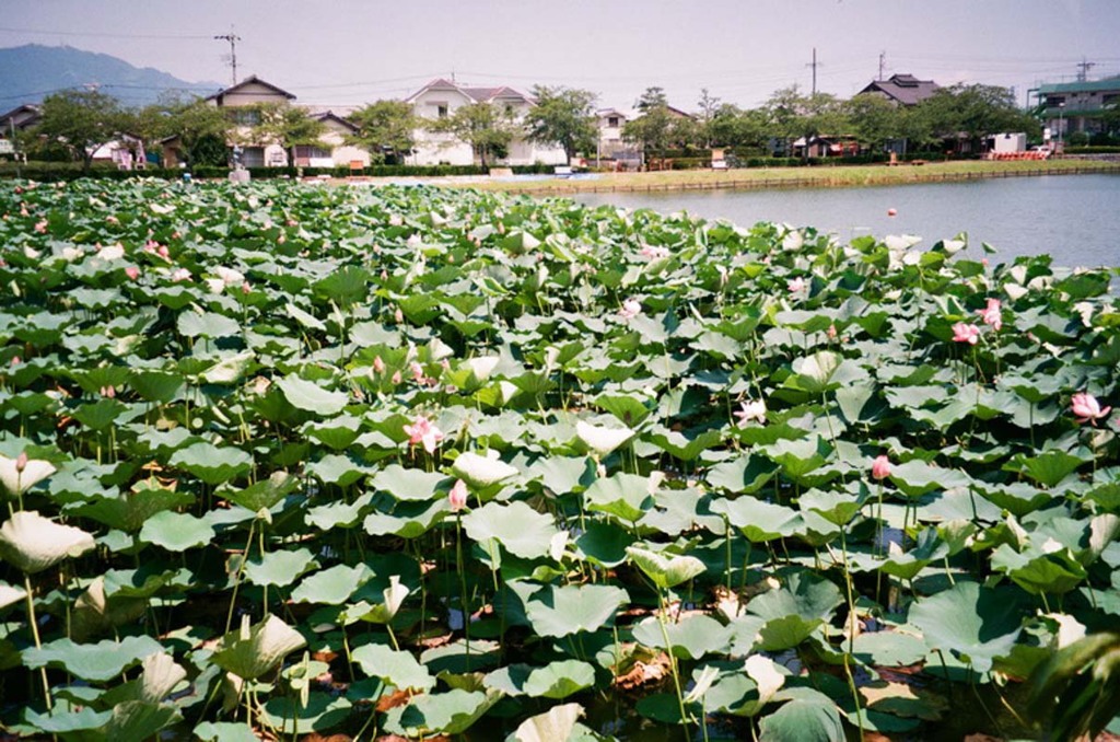 夏の蓮華寺池公園２