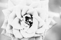 monochrose