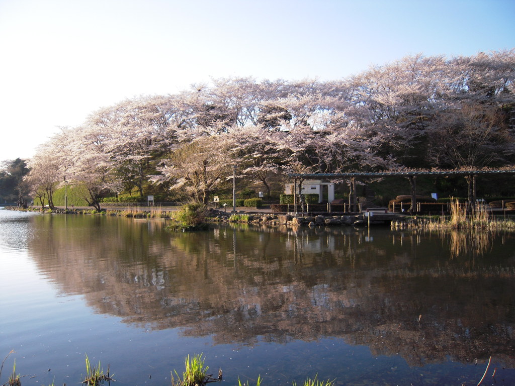 桜と池３