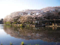 桜と池３