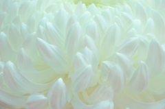 Chrysanthemum