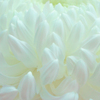 Chrysanthemum