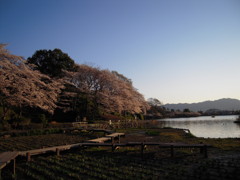 桜と池２