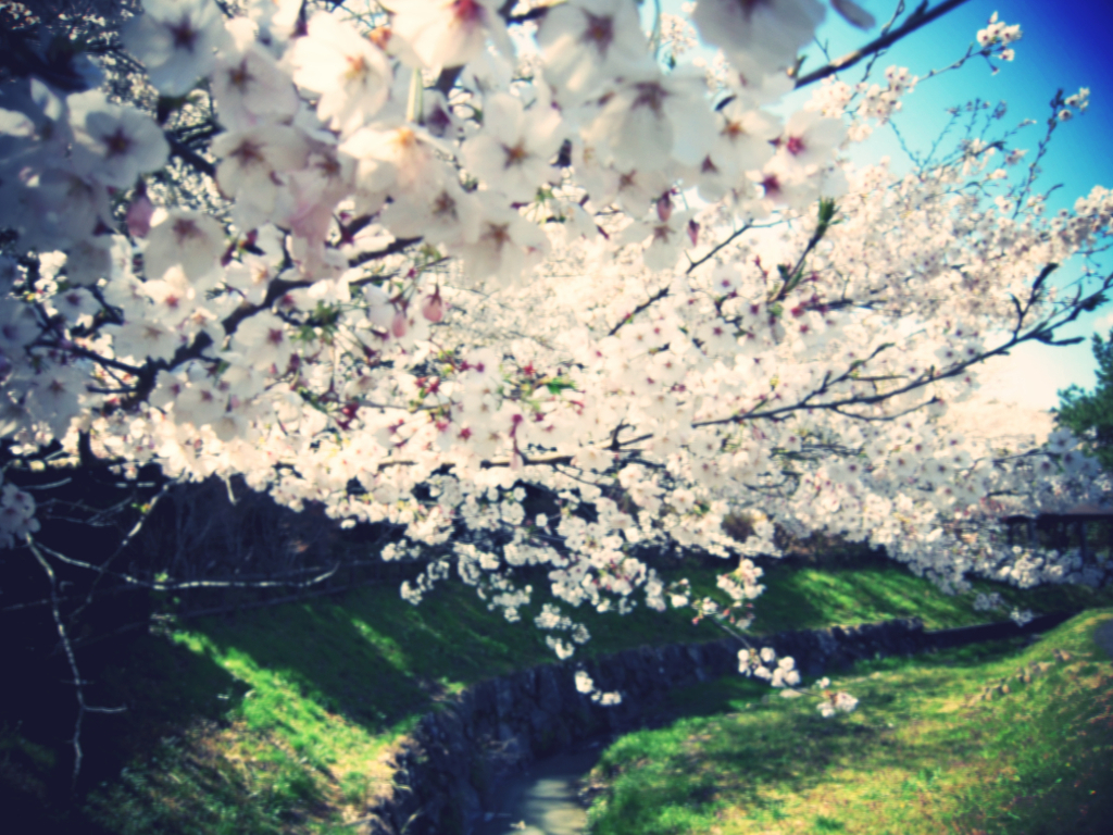 桜と小川3