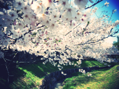 桜と小川3