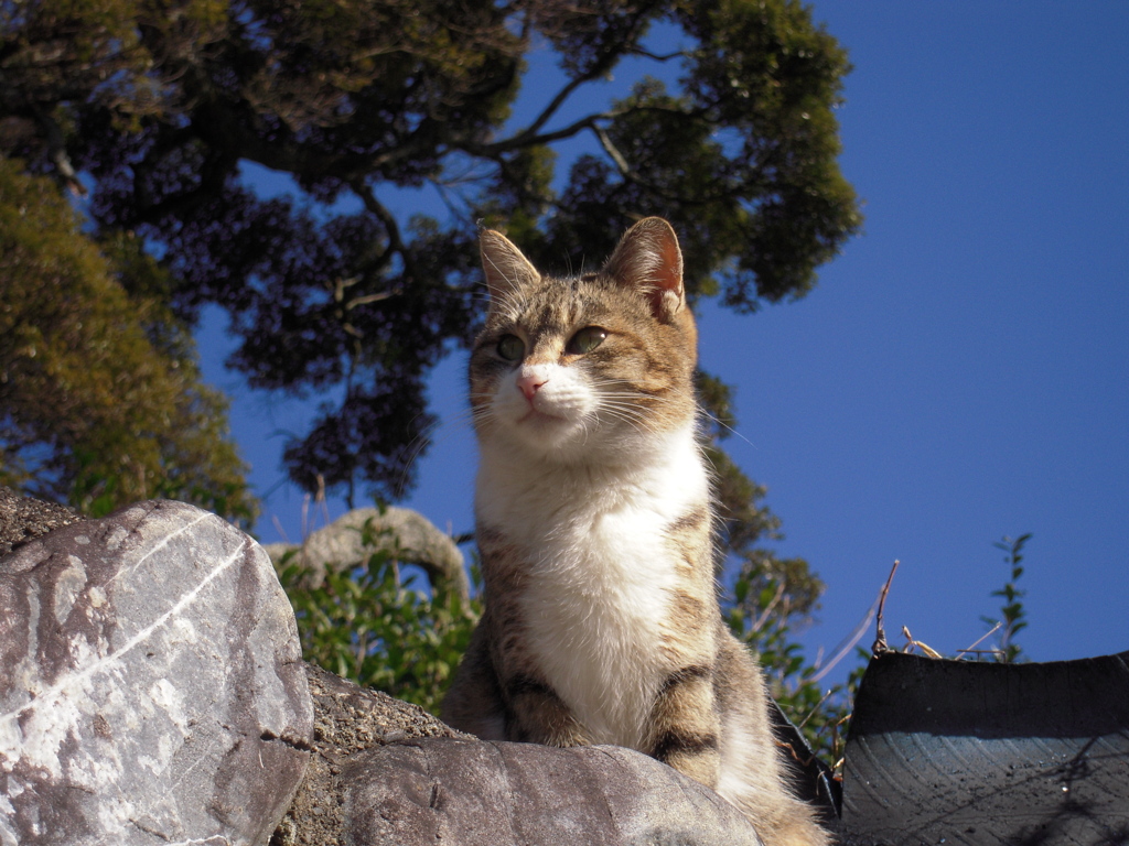 ポーズをとるネコ。