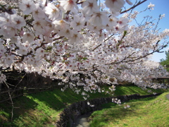 桜と小川