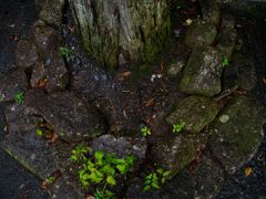 大井神社３