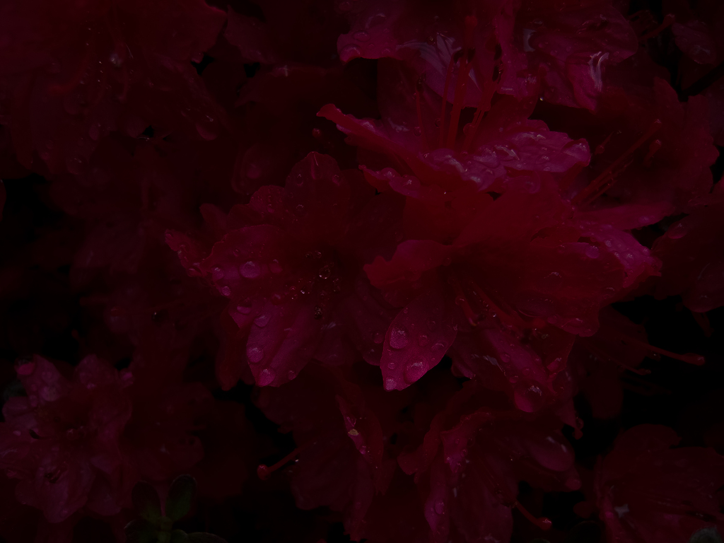 華