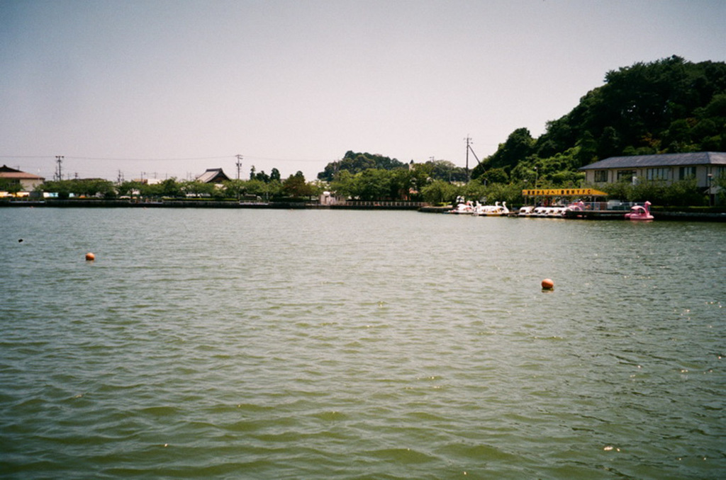 夏の蓮華寺池公園