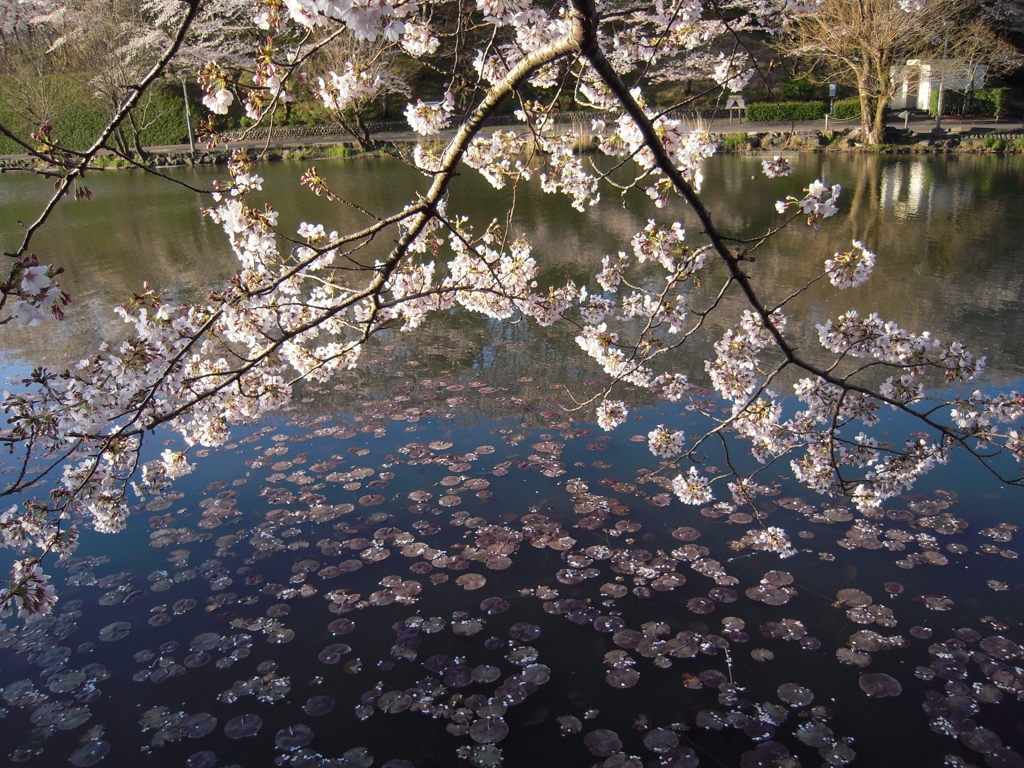 桜と池６