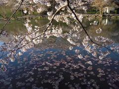 桜と池６