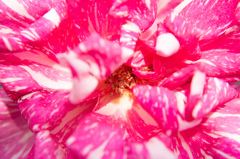 Power of flower