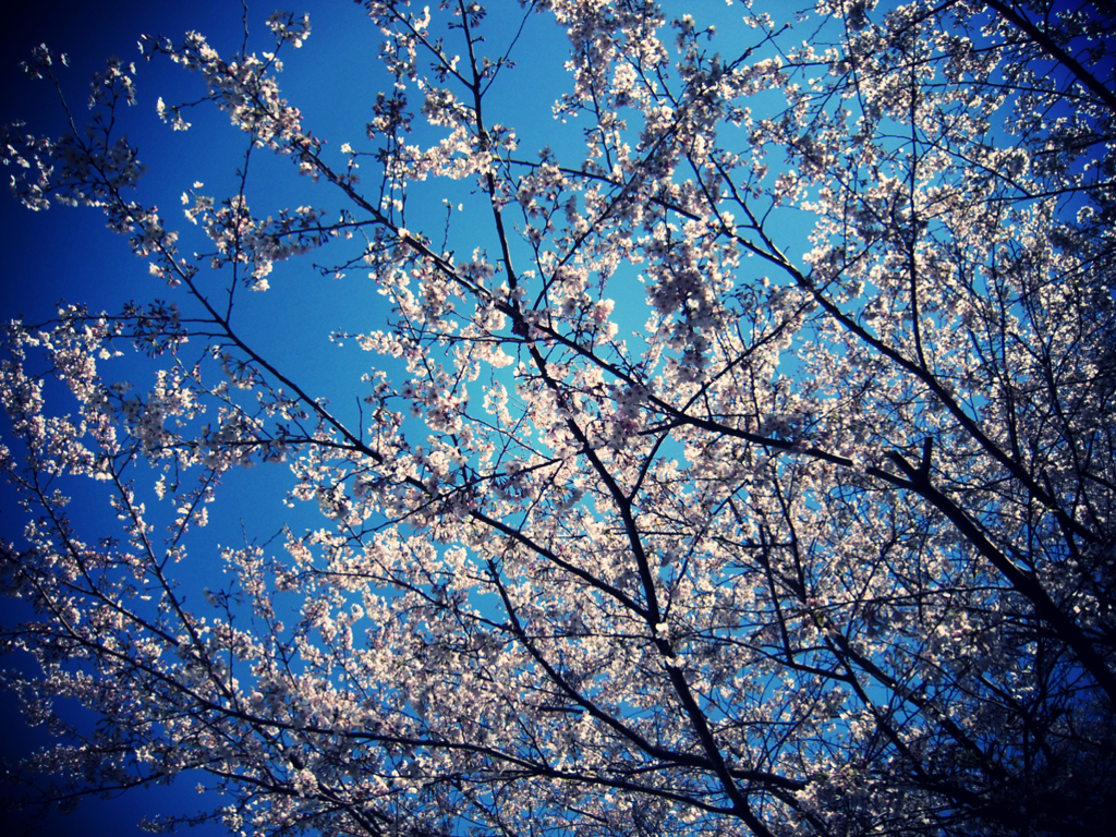 sakura9
