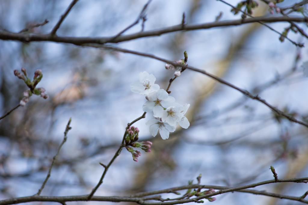 早桜２