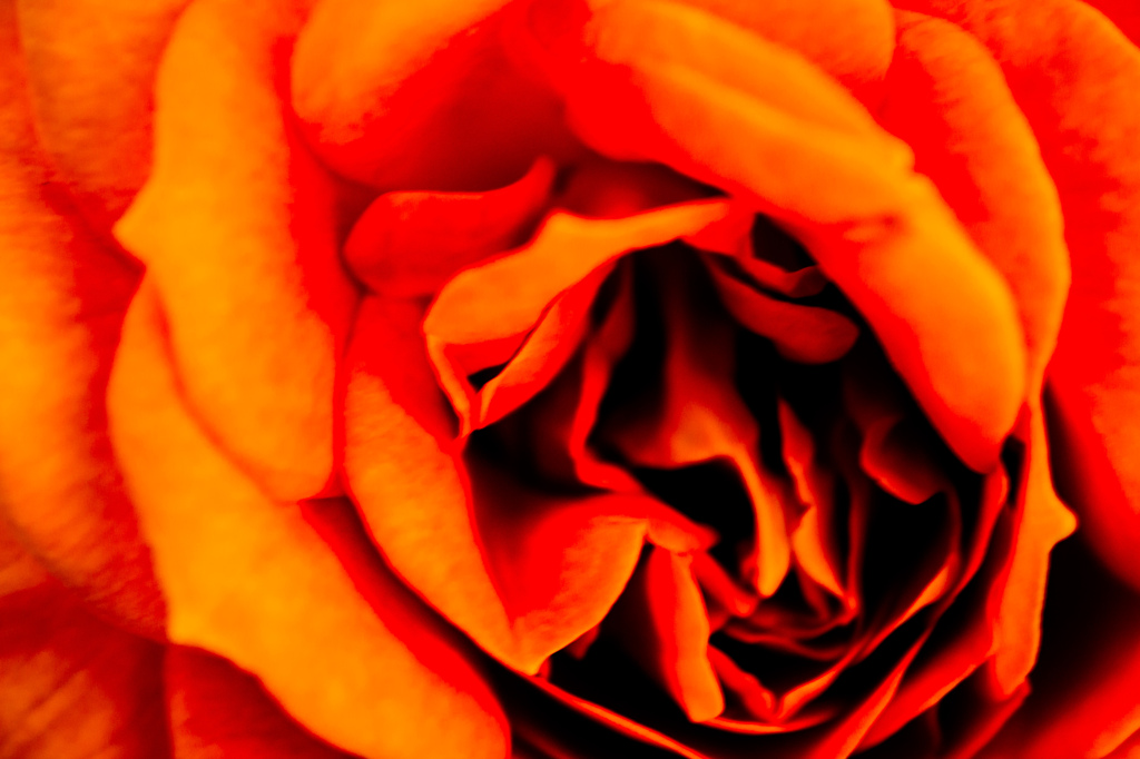 power of flower