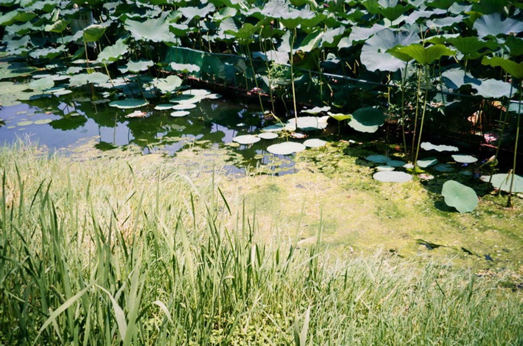 夏の蓮華寺池公園３