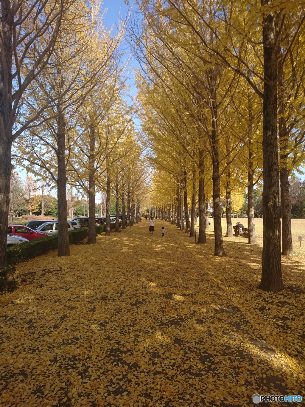 黄金色のひととき