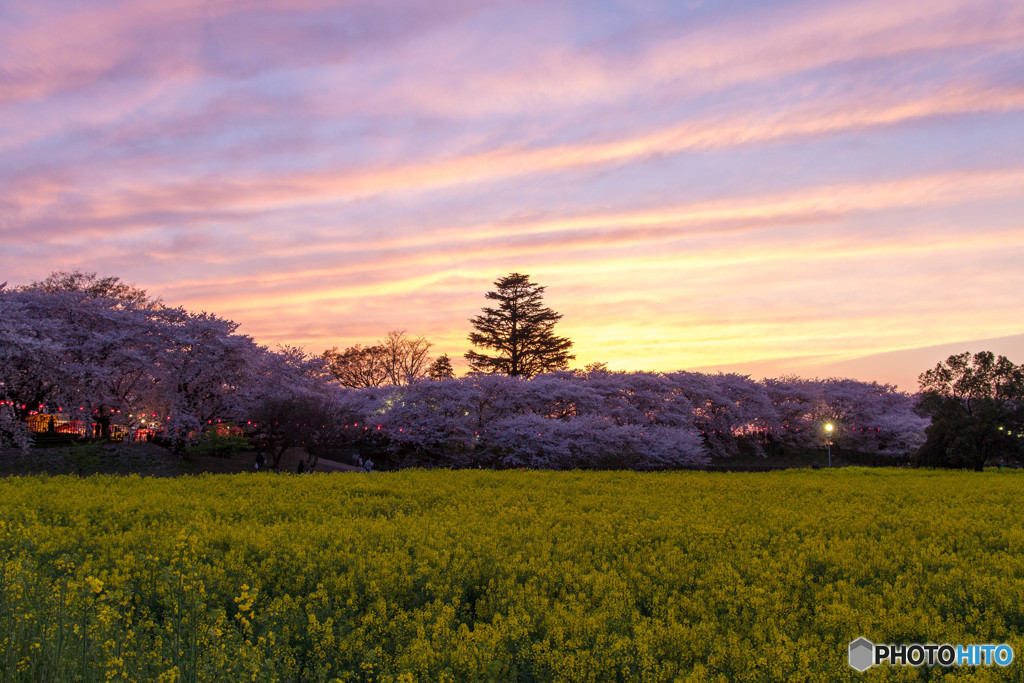夕暮れの桜並木