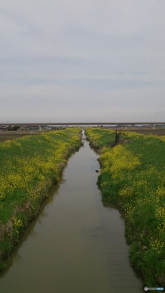 川辺の菜の花