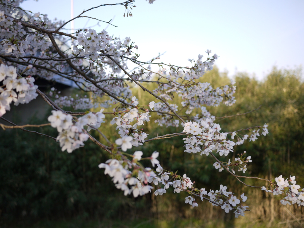 桜咲く