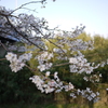桜咲く