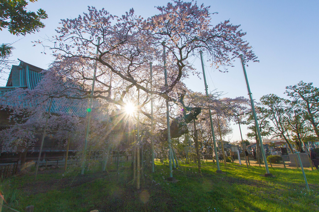 神の桜