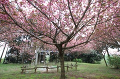 桜とブランコ