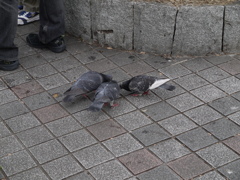 食いしん坊