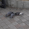 食いしん坊