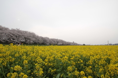 春二つ　権現堂桜堤