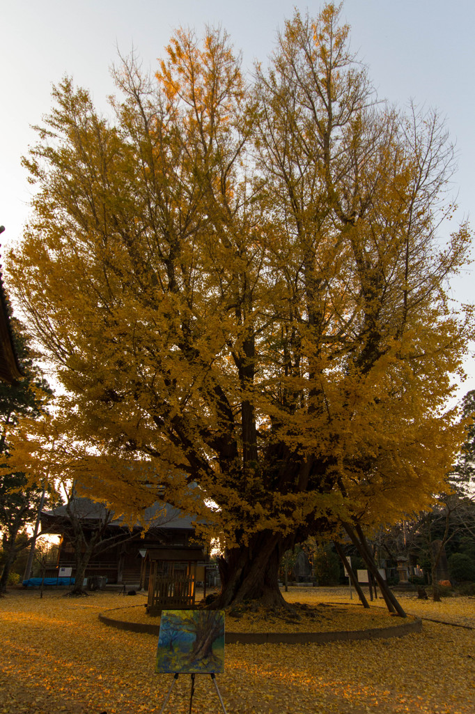 夕暮れの黄金樹