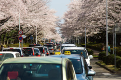 桜街道