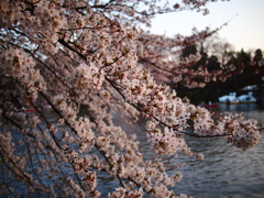 井の頭公園、夕暮れ時。